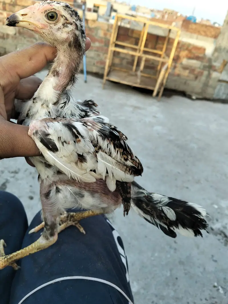 Adele mian wali chicks for sale 03044329754 — photo 6