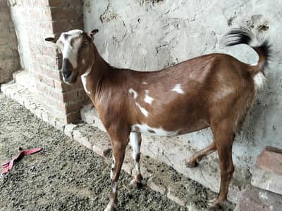 tadi bakri for sale