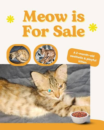 A 2-month-old kitten / cat for sale (Vaccinated) with Treats, Jelly. . .