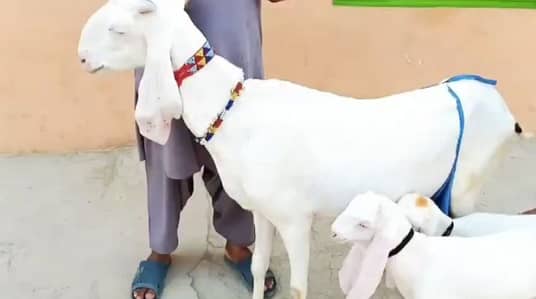 2 bacchon wali bakri for sale call-+03460421993