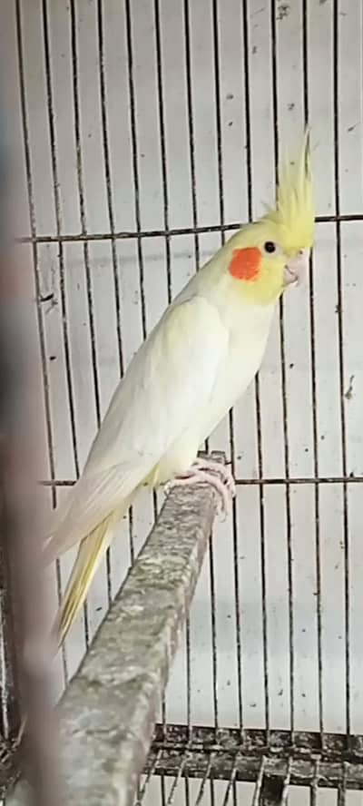 cockatiel pair health active ok