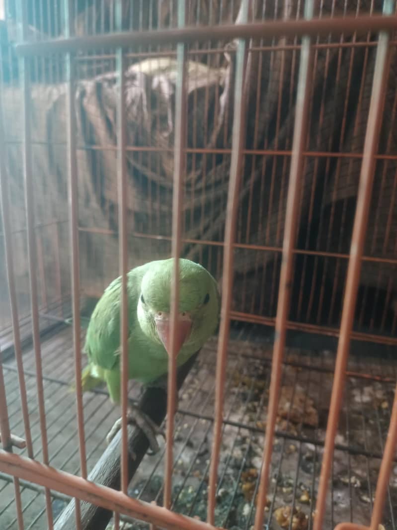 full active 0
