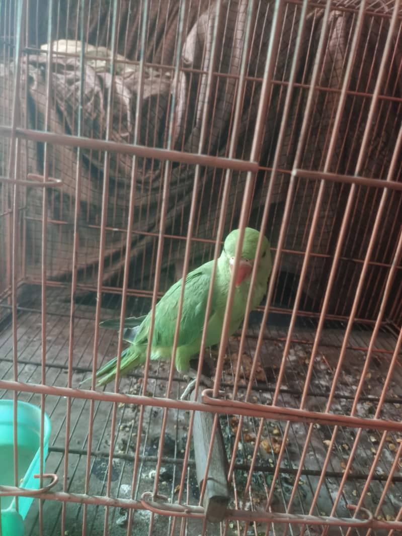 full active 3