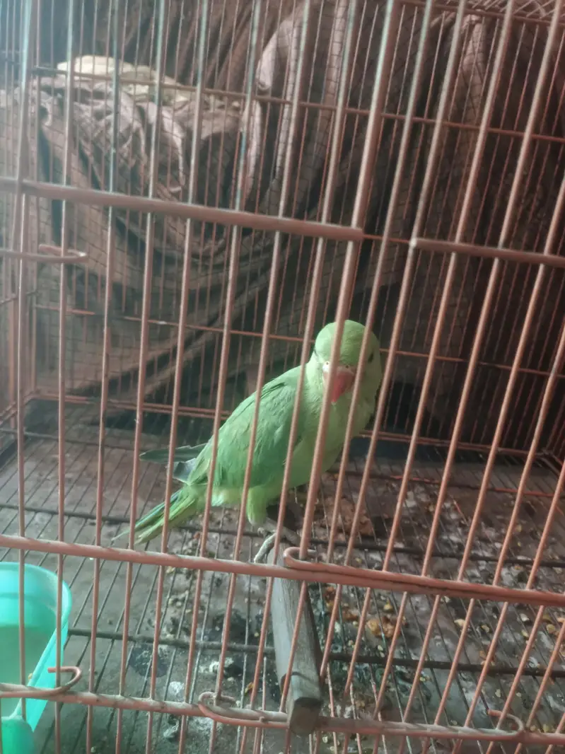 full active — photo 4