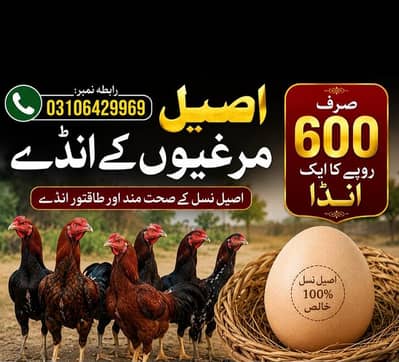jis ko chaiyah WhatsApp per rabta karay 03106429969