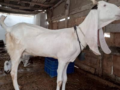 bakri