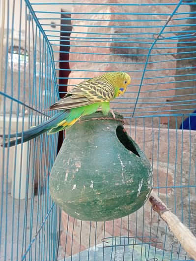 buggies parrot breeder female