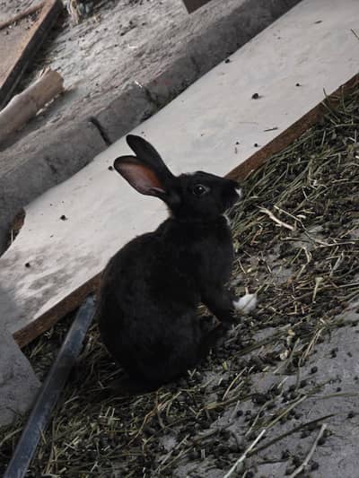Rabbits exchange possible with Hens