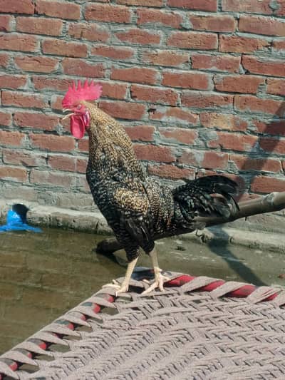 Desi murga 03019096127