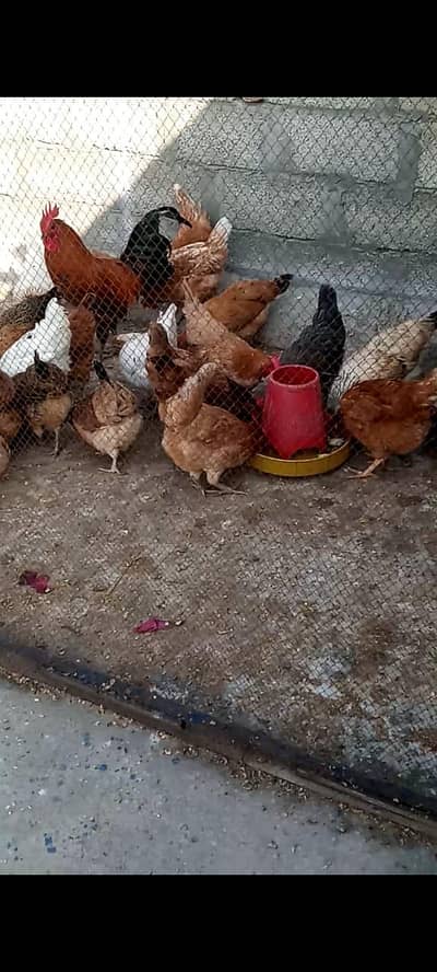 golden misri hens