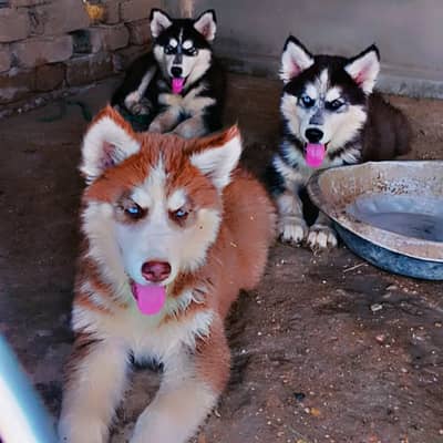 Husky dog puppy