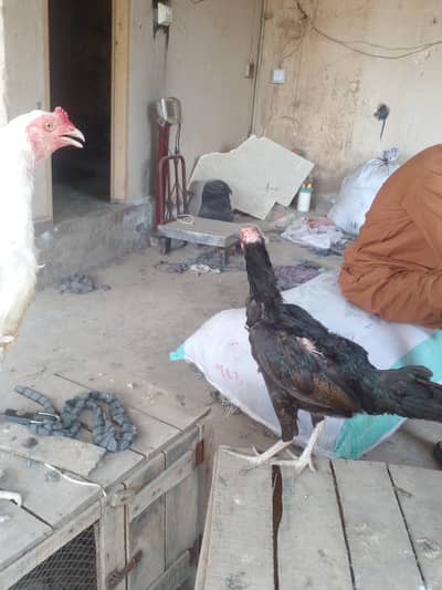 aseel hens