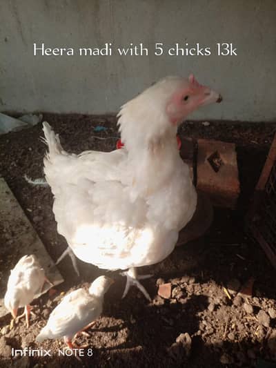 Heera Male/Shamo Male/Miamwali Aseel Murghi/Shajra Murgha/Desi Murghi