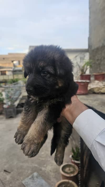 FEMALE PUPPYS AVALIBLE FOR SALE