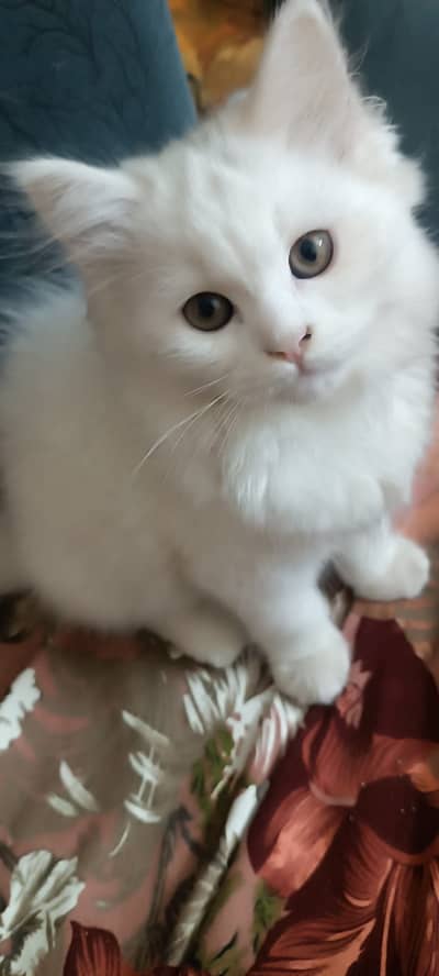 beautiful persian male kitten friendly white heavy fur age 3.5 mo