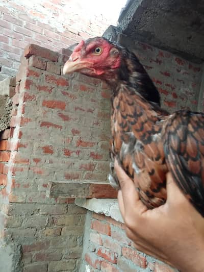 aseel murgi for sale in Lahore