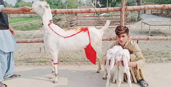 2 bacchon wali gulabi bakri for sale call me 03460423873