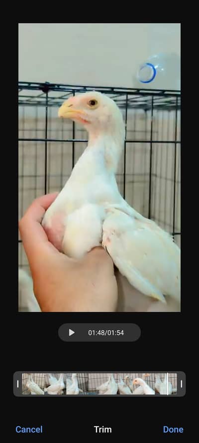 Aseel shamo | japnese shamo | pure blood line | pair for sale