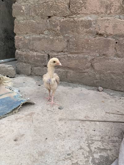 Home breed Heera chicks Top quality