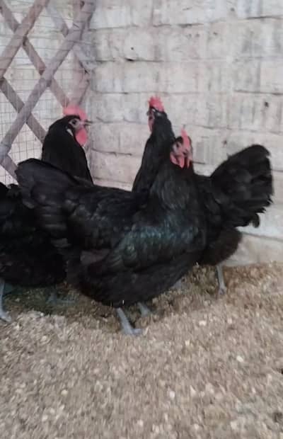 Breeder Black Australrop Heritage and Rir Heritage for sale