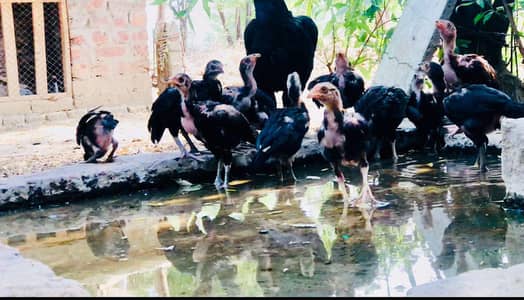 Aseel chicks