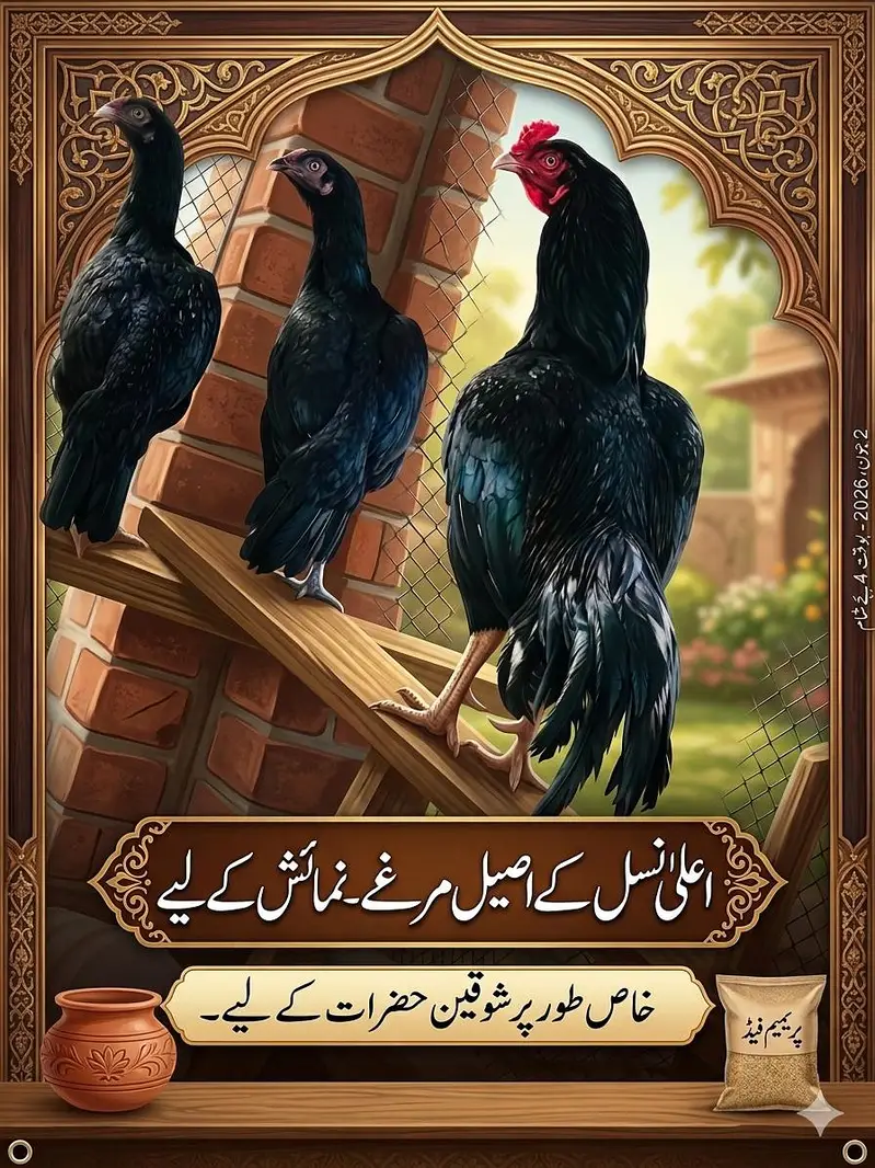 Aseel chicks — photo 2