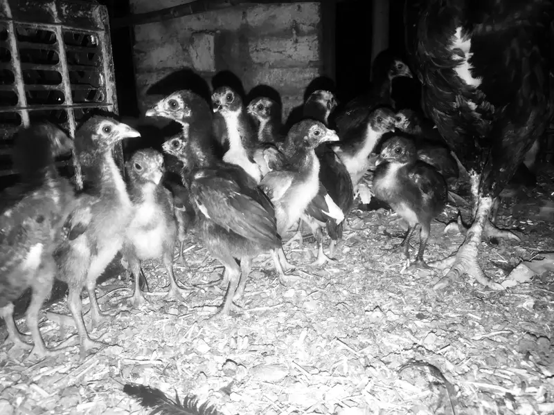 Aseel chicks — photo 3