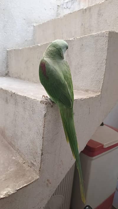 urgent for sale Raw parrot