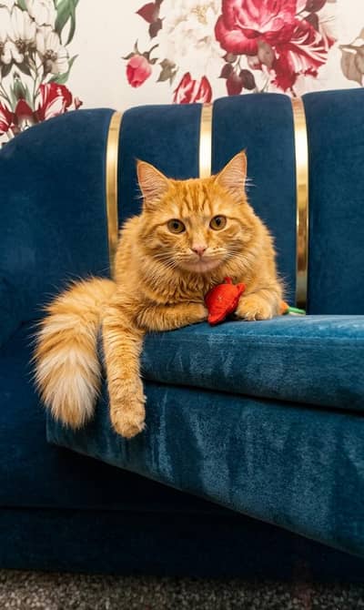 Active & Loving Male Cats for Sale (Pair/Single)