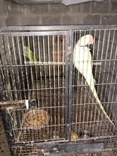Pahari ka pair