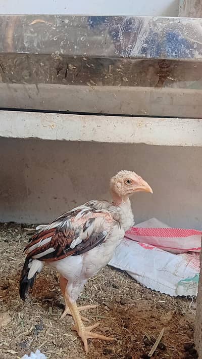 Aseel chicks Mianwali & Aseel Heera Murghi for sale