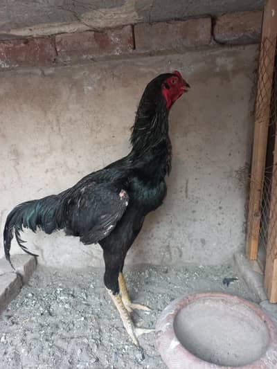 Black Germin Shamo Patha