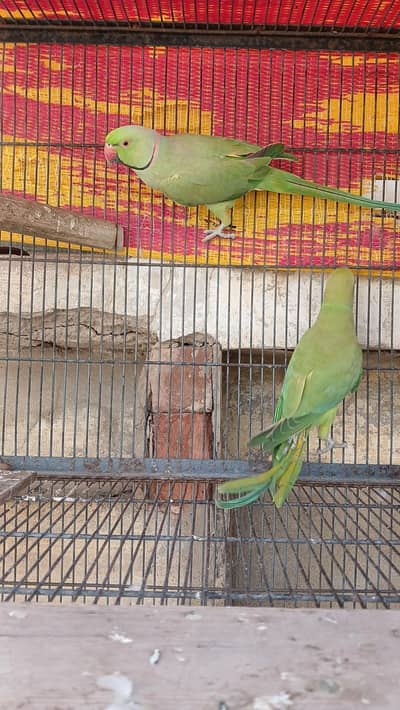 Ringneck Pair & Female