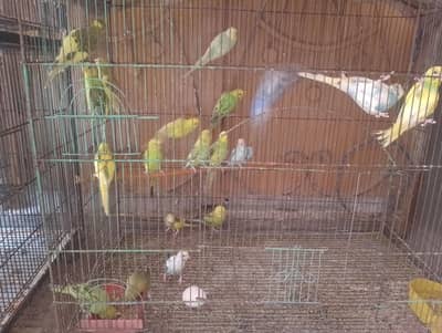 healthy and active birds