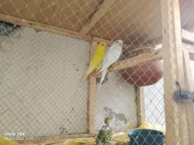budgie parrot