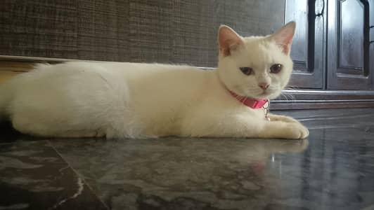 Persian cat