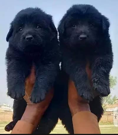 German Shepherd puppy | Long Coat puppies | Dog