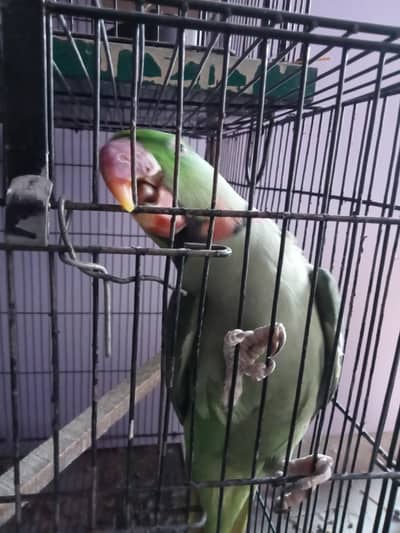 rew parrot