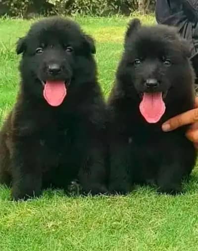 German Shepherd puppy | Long Coat puppies / dog for sale