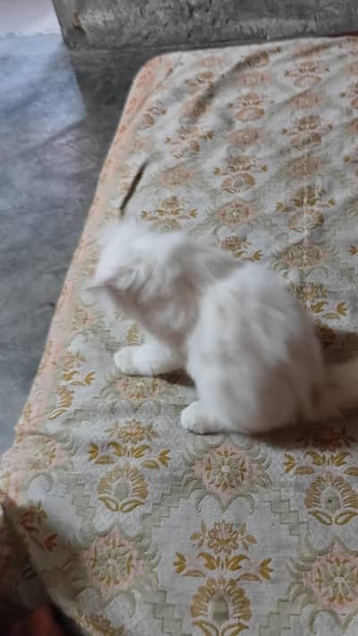 Persian cats