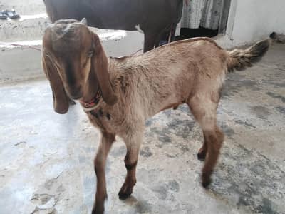 bakri sath main male baby