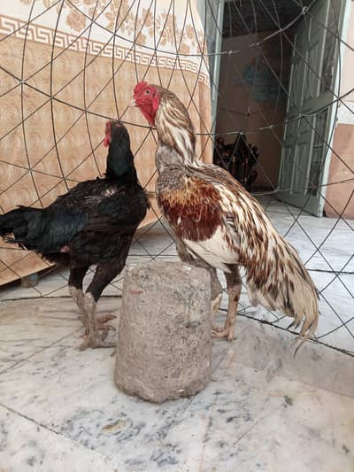Aseel Pair Urgent sale serious byer contact me