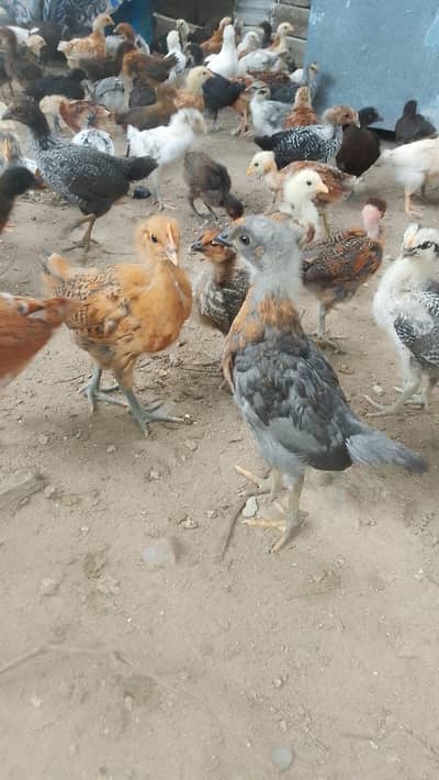 golden silver chicken Golden misri 350 wholesale