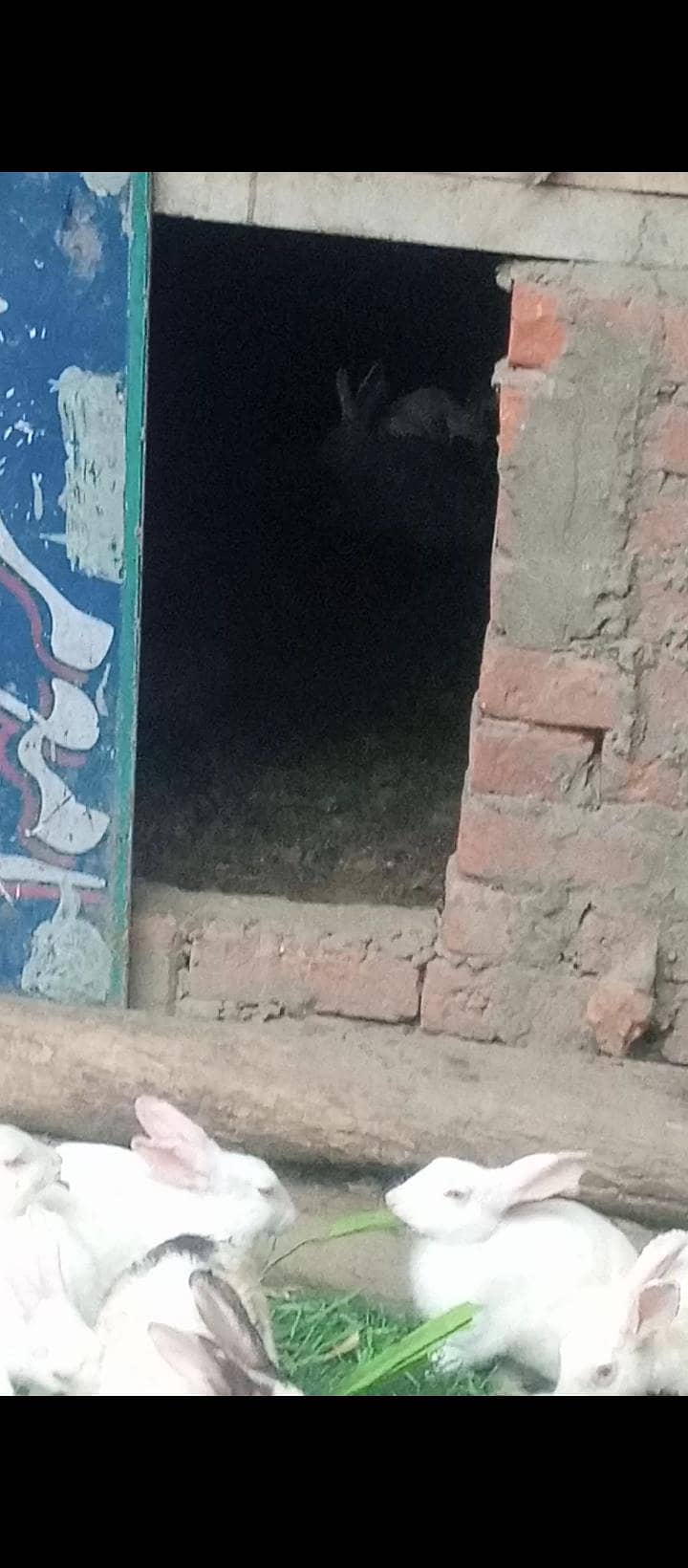 ریبٹ برائے فروخت 1