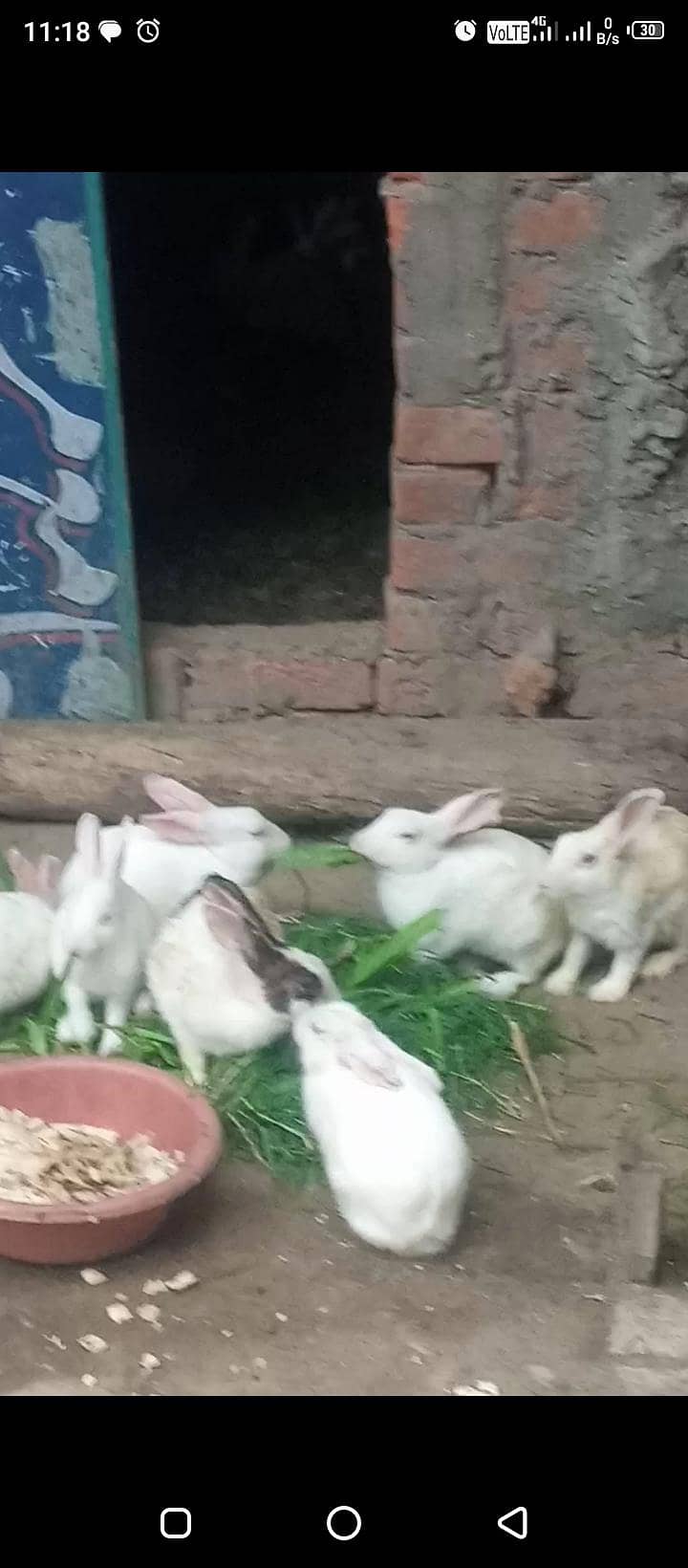 ریبٹ برائے فروخت 2