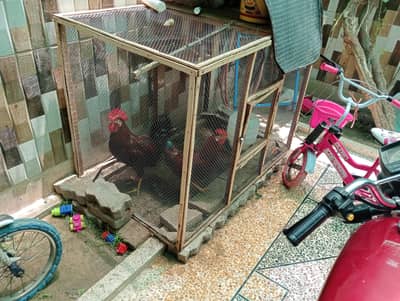 wooden cage
