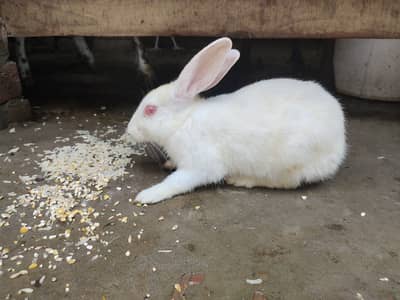 Rabbit For Sale