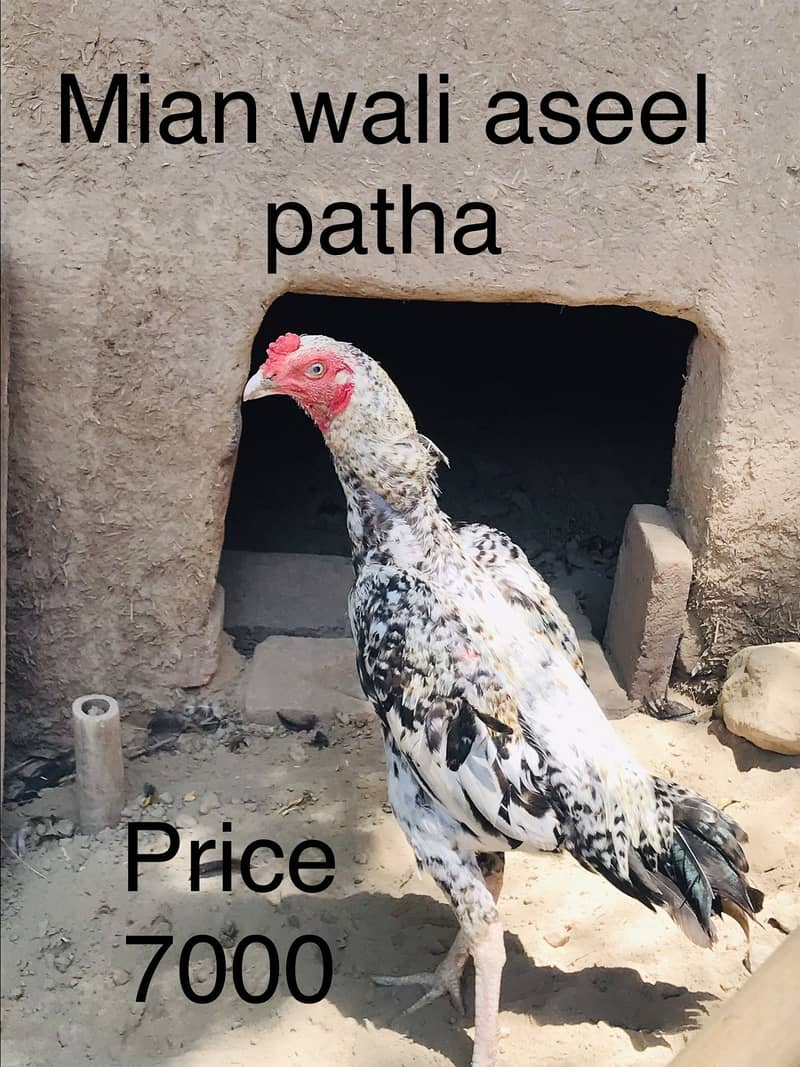 Mushka patha 2