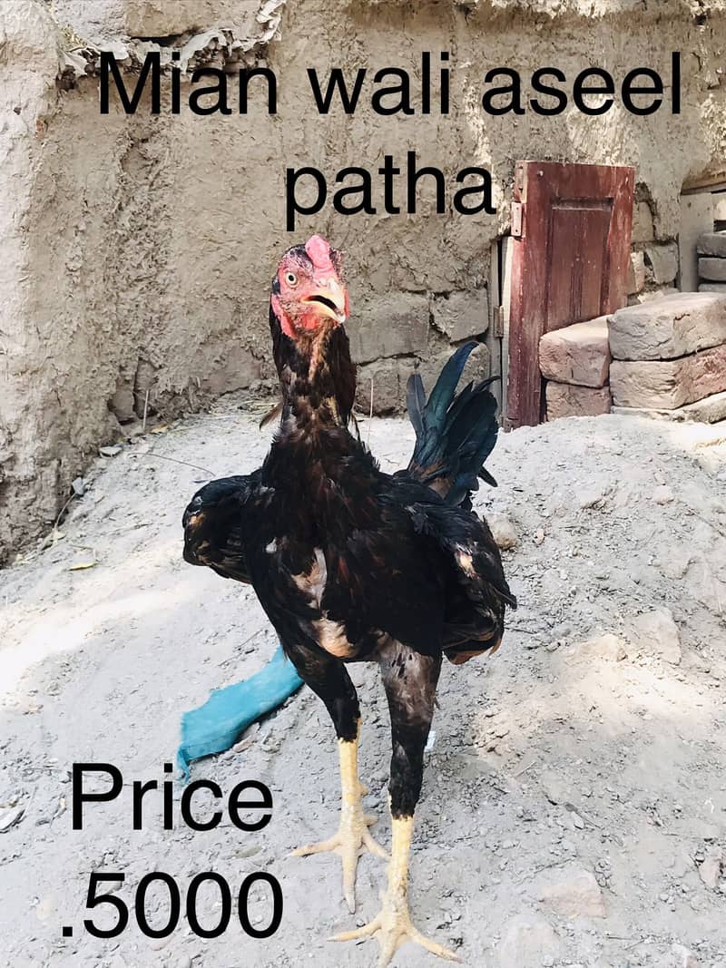 Mushka patha 3