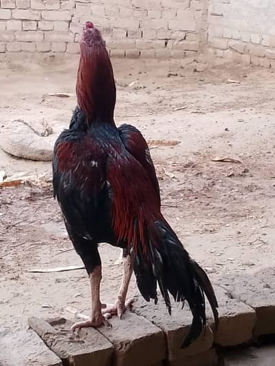 murga for sale .